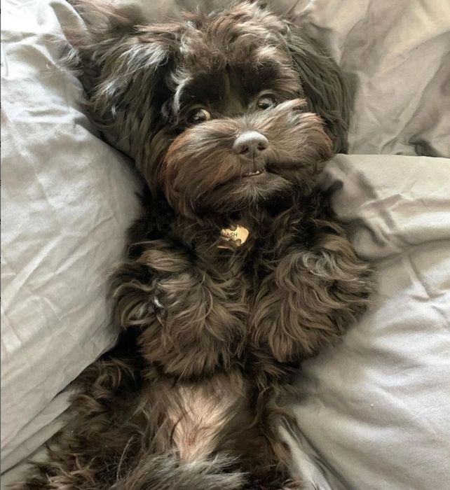 Bichon havanez băiețel vacinat