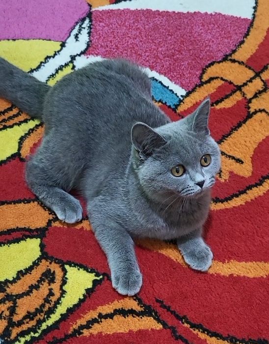 British shorthair