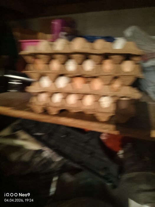 Продам инкубационные яйца домашних кур