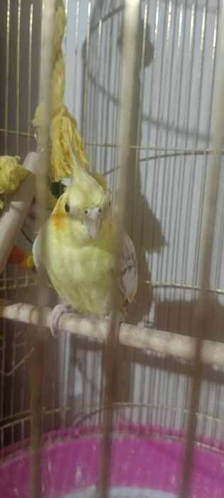 Продам попугая Кареллу
