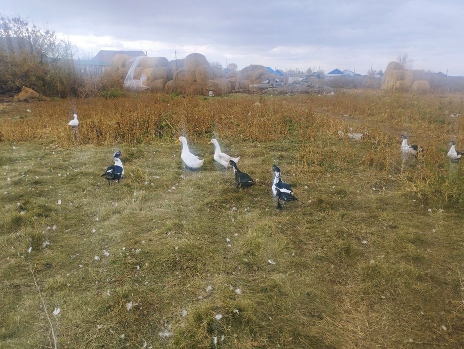 Продам индоуток .