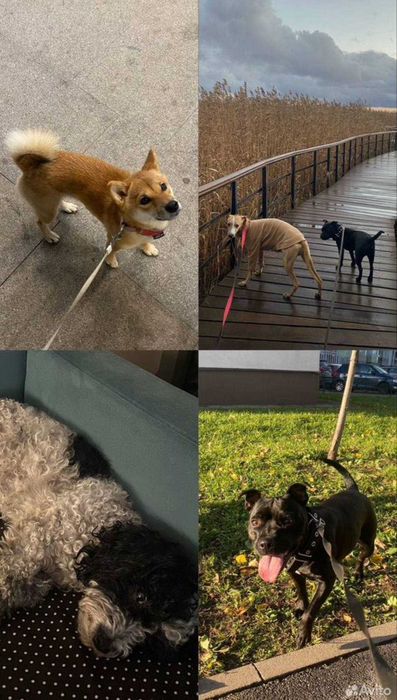 Передержка, зооняня для домашних животных