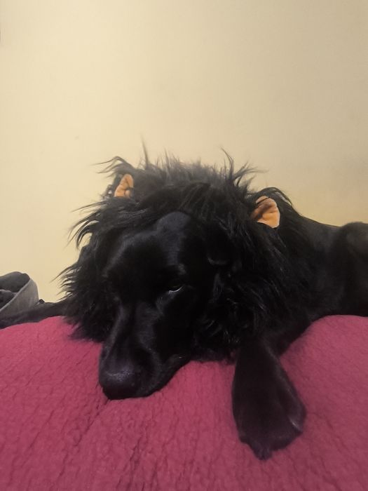 Хелоуин костюм за куче