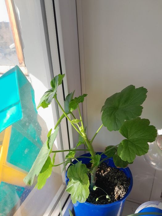 Продам комнатные цветы