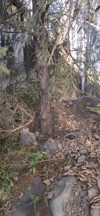 Продам можевельник на вырубку