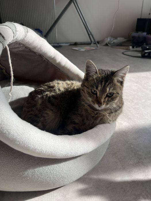 Ласковую девочку в добрые руки