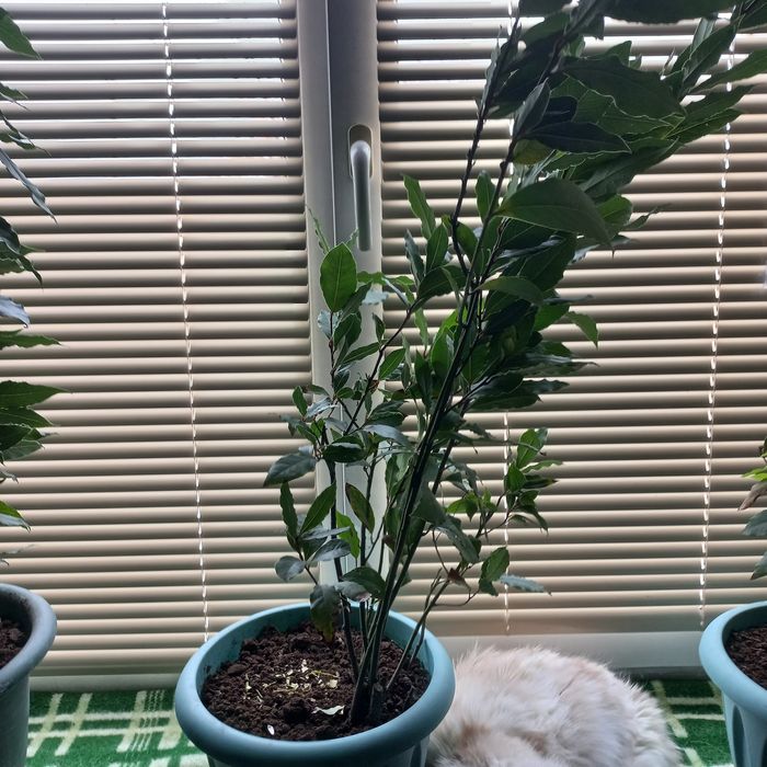 Полноценные кусты лаврового листа.