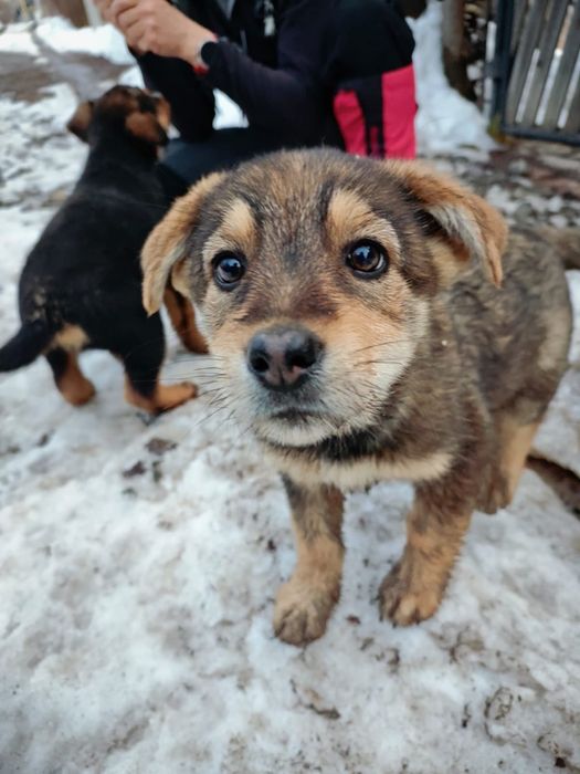 Щенки мальчик и девочка