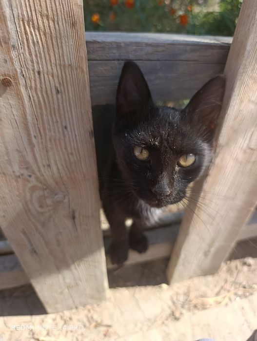 Кот в добрые руки