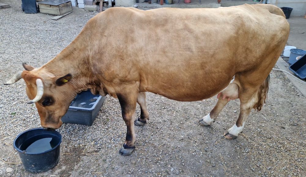 Vând vacă gestantă