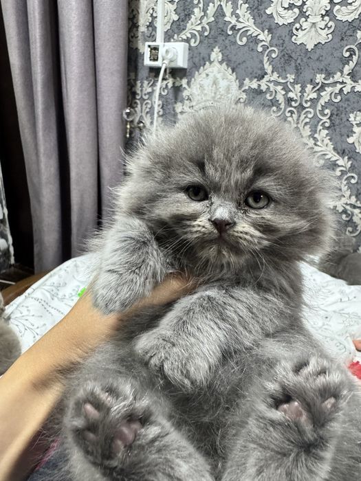 Котятя Скоттиш и Скоттиш Страйт