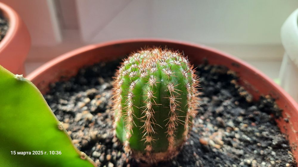 Кактусы и побеги, Турксибский район