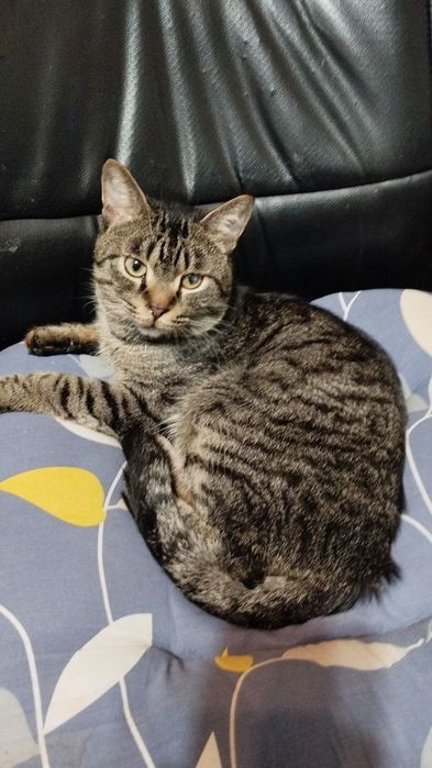 Пристратваются коты в добрые руки