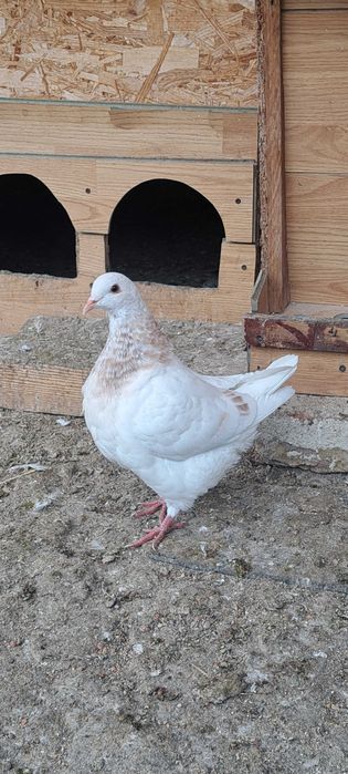 Porumbei texan maturi/pui