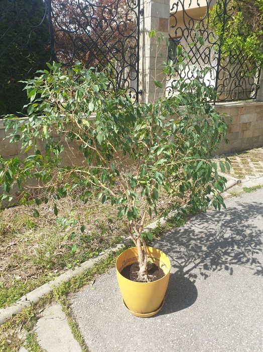 Бенджамин с голяма саксия гр. София