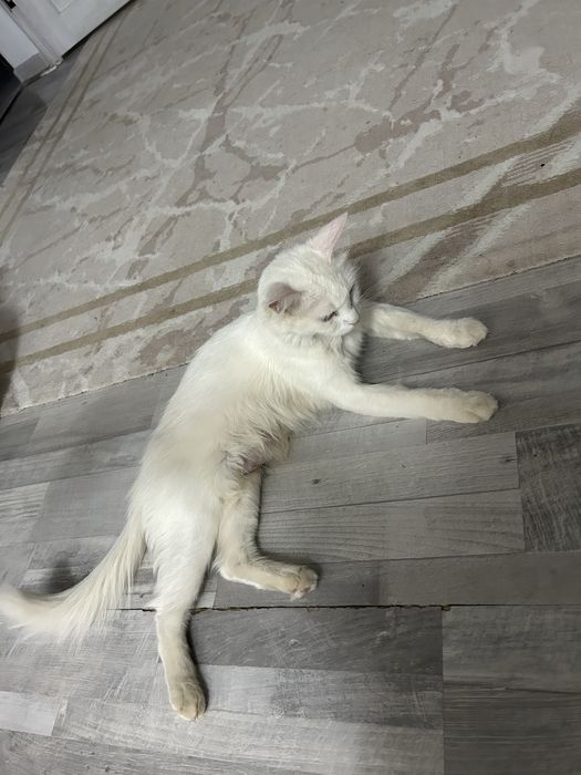 Котенкий 4 девочкий