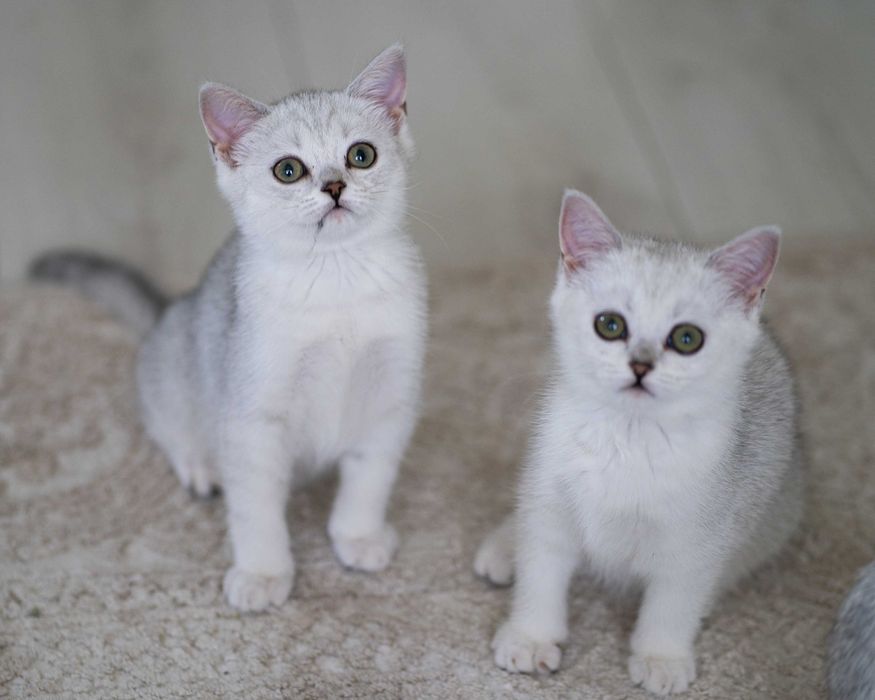 Motanel British Shorthair Silver Chinchilla