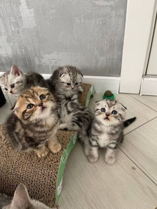 Миленькие котята