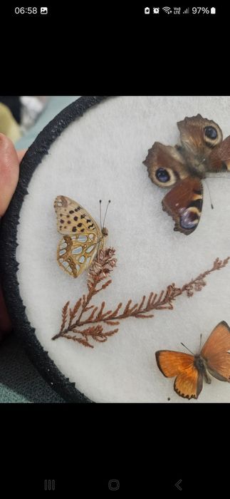 Fluturi rari de colectie