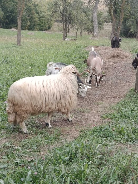 Berbec de prăsilă/ montă