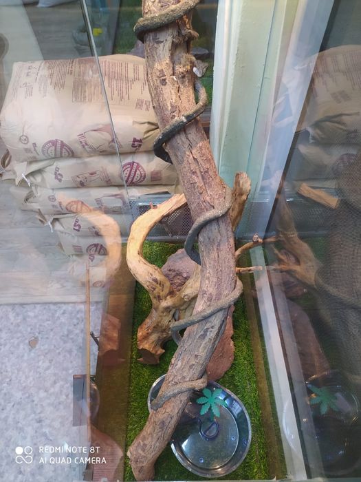 Террариум для рептилий