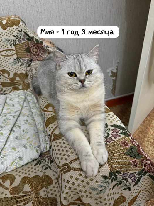 Котенок и родители. Породистые.