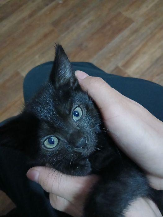 кошки в добрые руки