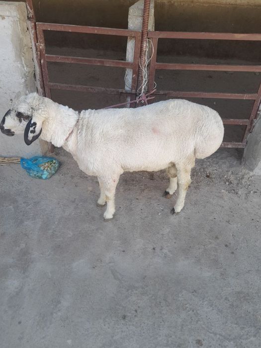Aqiqa va Qurbonlik uchun  Buxoroning qo'chqorlari  bor 24/7.