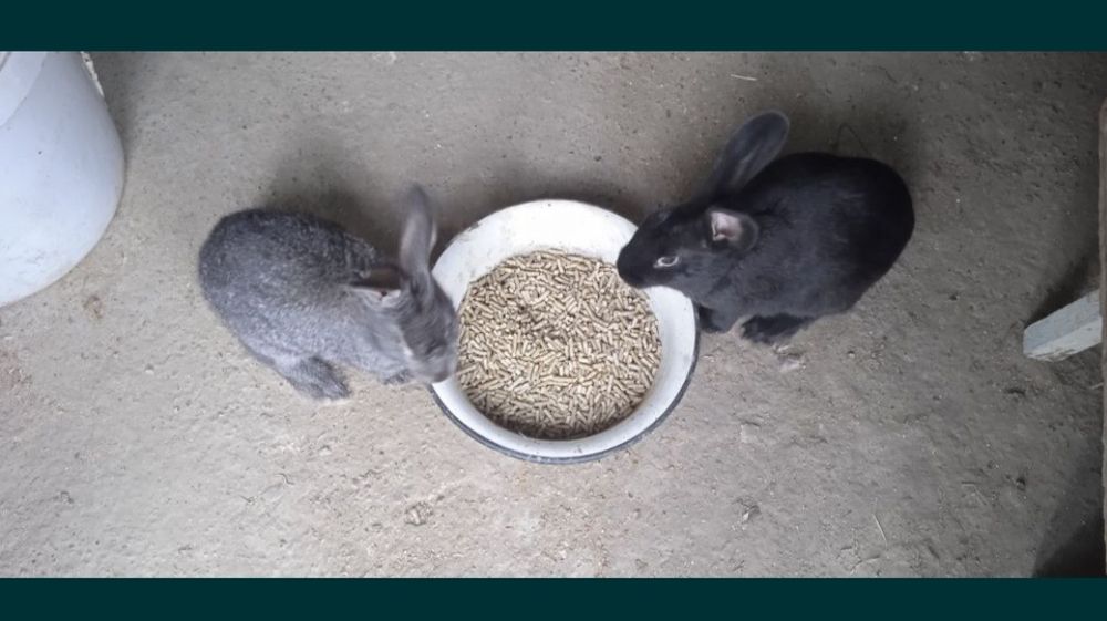 Quyon quyun sotiladi