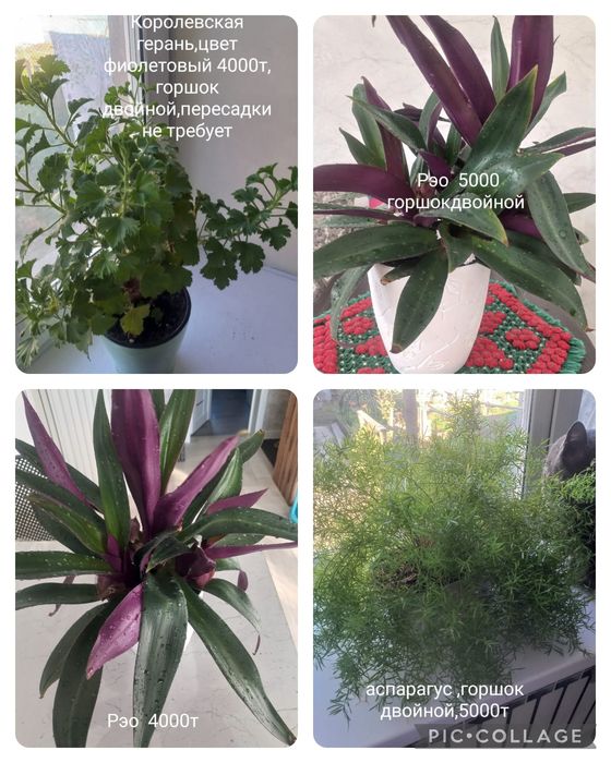 Продам комнатные цветы