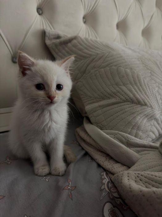 Пародистый кошка