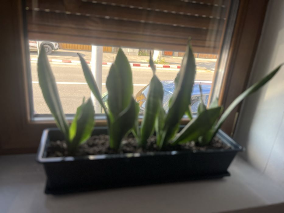 Sanseveria limba soacrei