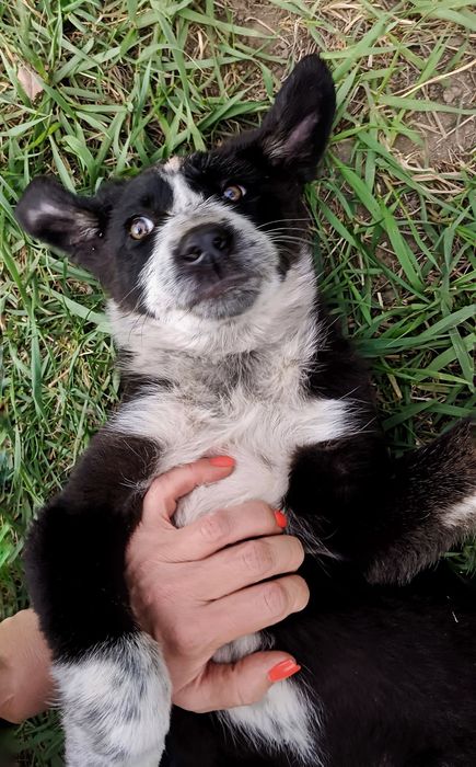 Щенки метисы бесплатно Алматы