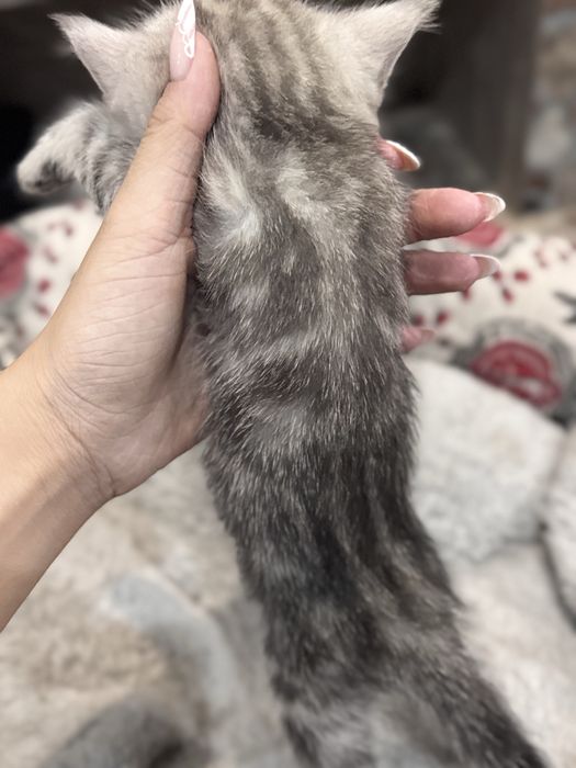 продаю породистых котят