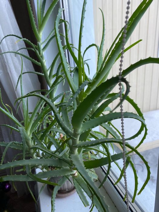 Продам алоэ лечебный