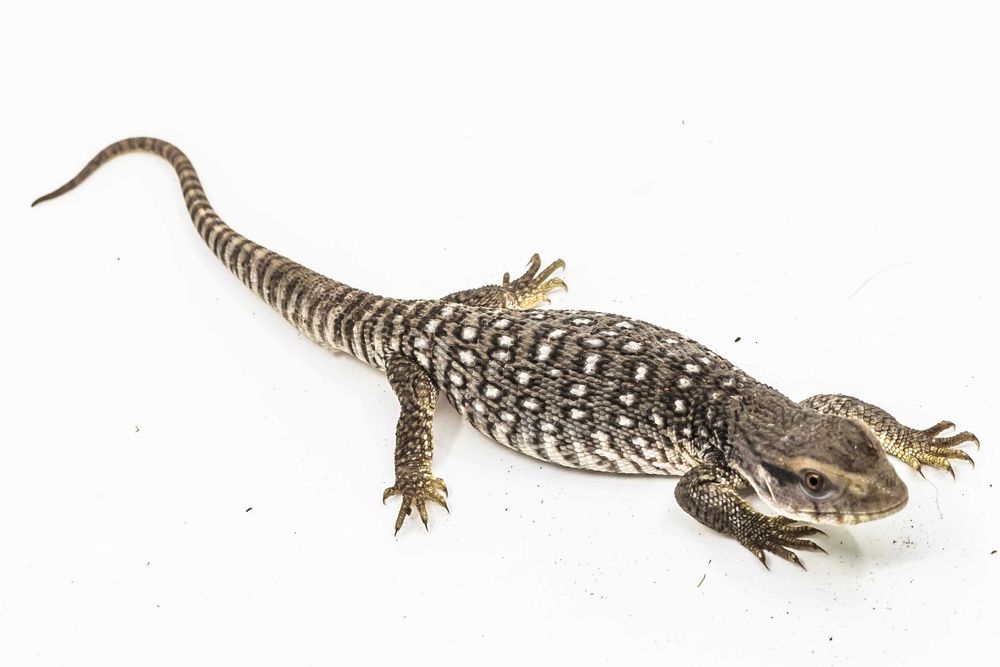Monitor de Savana (Varanus Exanthematicus) pui