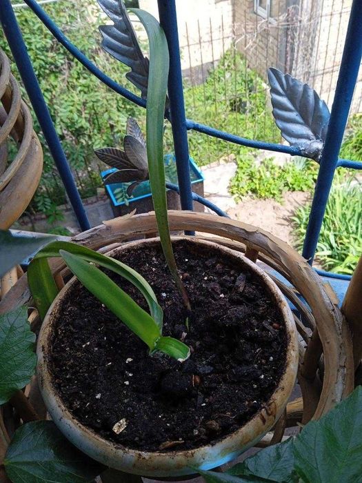 Амариллис, гиппеаструм