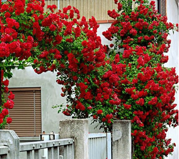 Vand puieti de trandafiri altoit i cataratori și normali la ghiveci