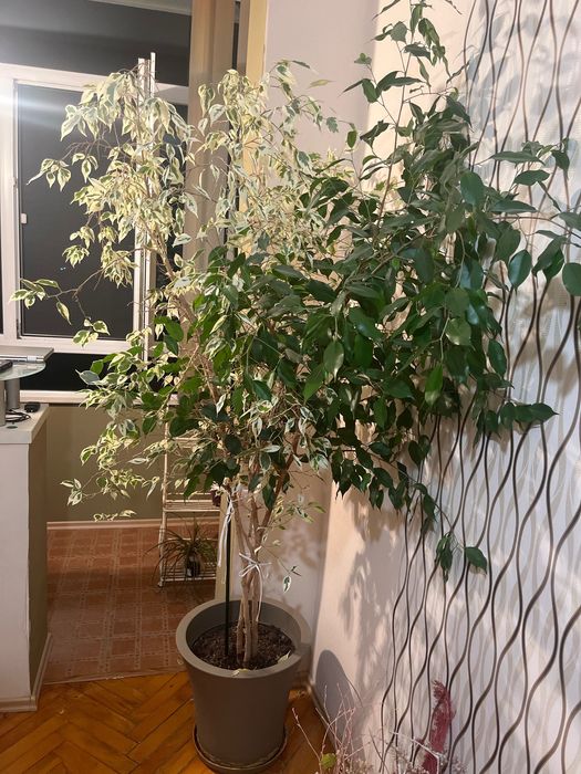 растение Фикус Бенджамин