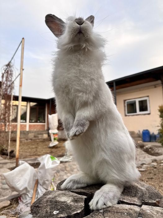 Кролик ангорка львиная голова