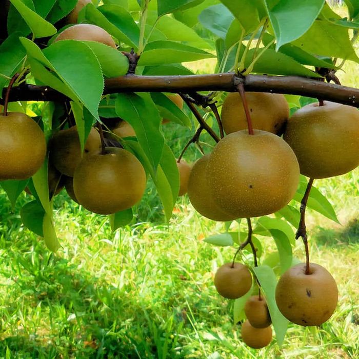 Pomi Fructiferi deosebiti  par japonoz nashi hosui
