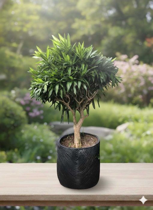 Живые деревья бонсай +40 лет, +30 см