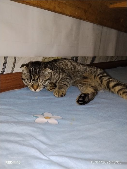 Scotish fold mushuk sotiladi