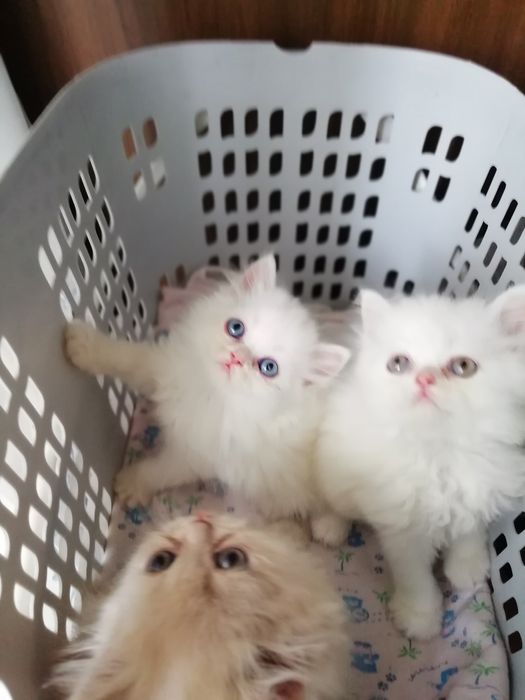 Котята персидские .