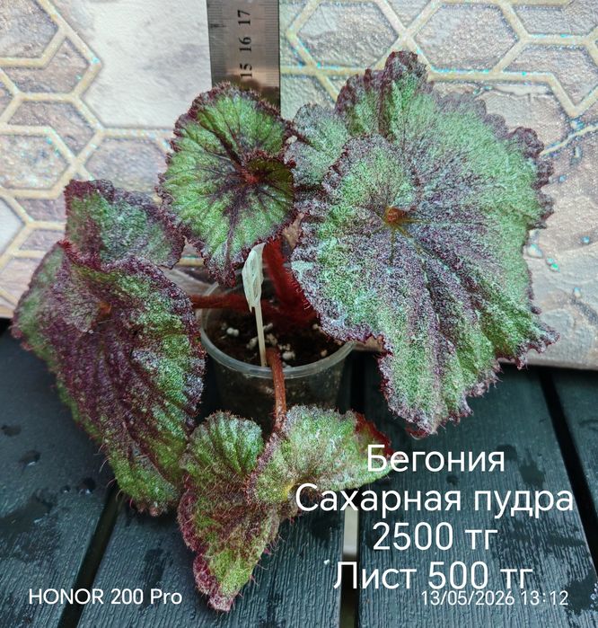 Комнатные цветы. Бегонии.