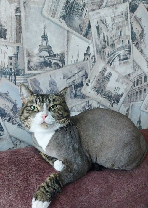 Стрижка кошек с выездом