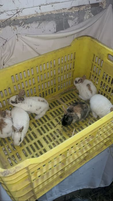 Iepurași Holland Lop și Rex pitic ! Citiți descrierea anunțului ...