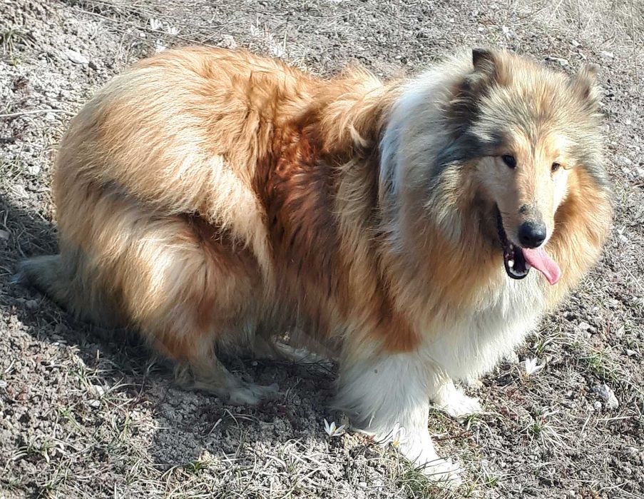 Отдам пару колли мальчика и девочку