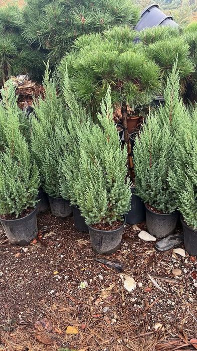 Plante ornamentale