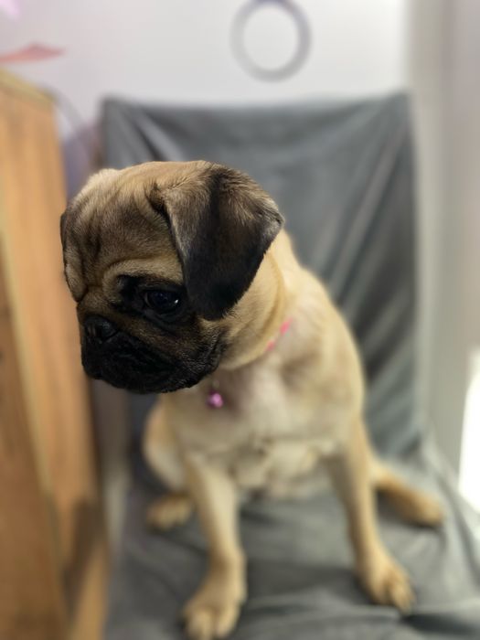 Мопс Белла ищет себе новых хозяев!